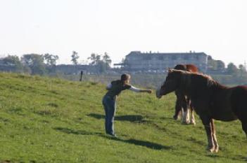 Feeding horses